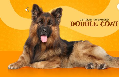 German Shepherd double coat