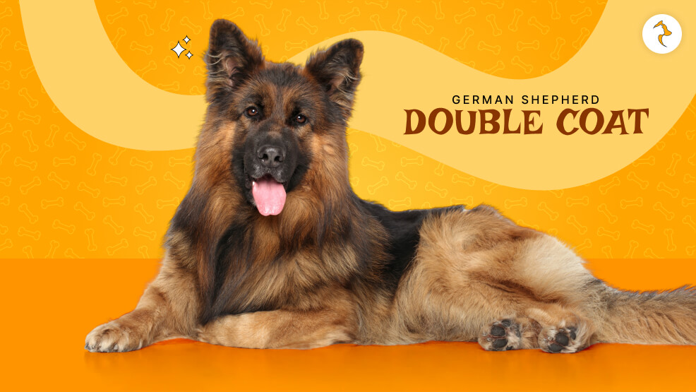 German Shepherd double coat