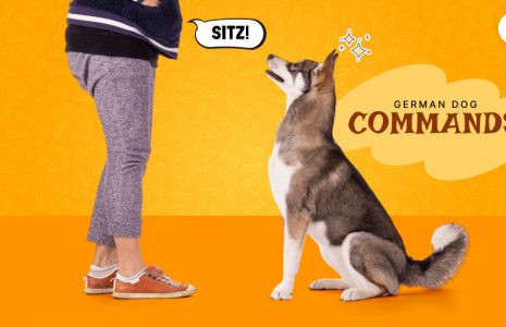 German dog commands