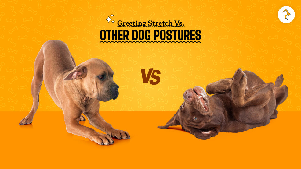 Greeting Stretch vs. Other Dog Postures
