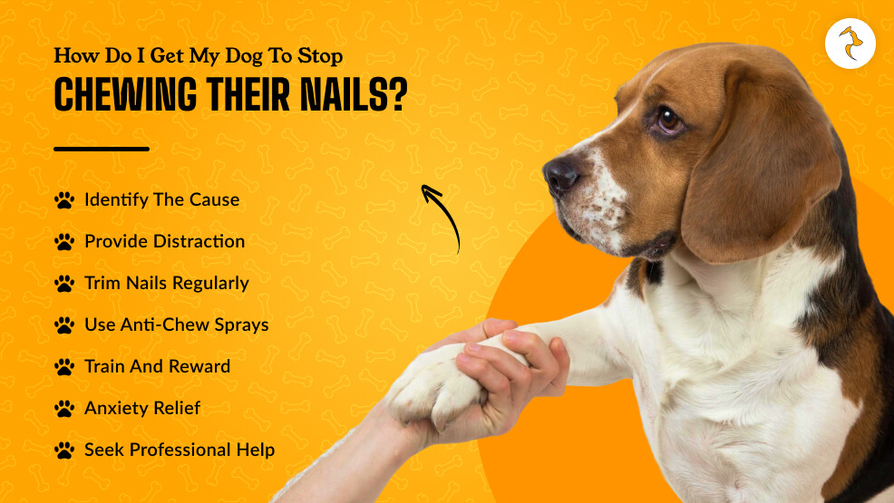 How Do I Get My Dog to Stop Chewing Their Nails