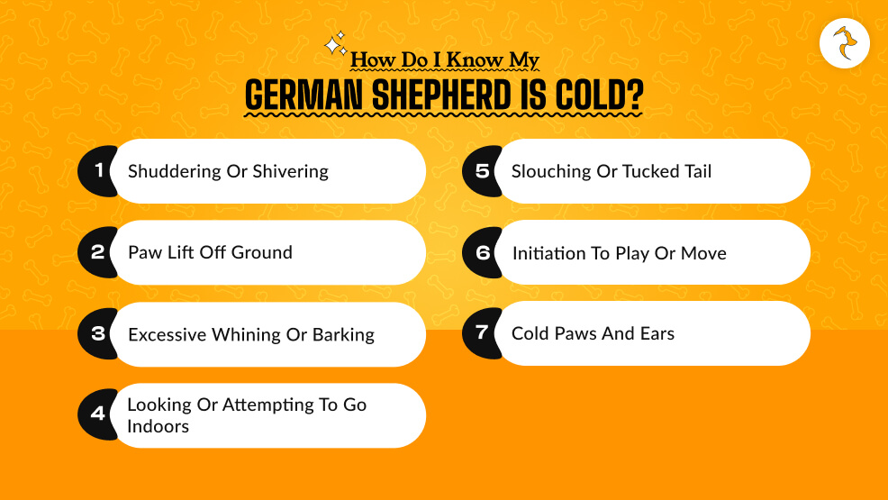 How Do I Know My German Shepherd Is Cold