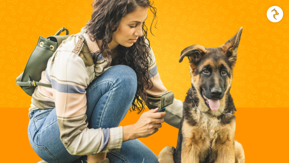 How Frequently Should I Brush My German Shepherd_
