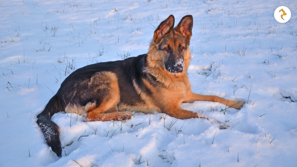 How Long Can a German Shepherd Stay Outside in Cold Weather_