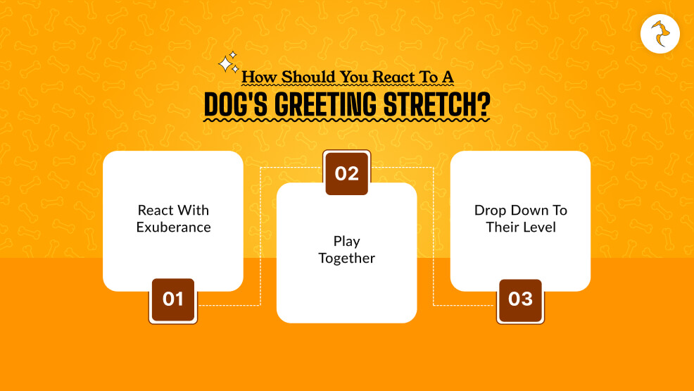 How Should You React to a Dog's Greeting Stretch_