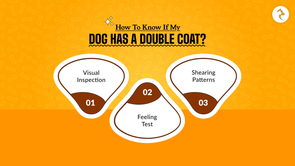 How to Know if My Dog has a Double Coat_