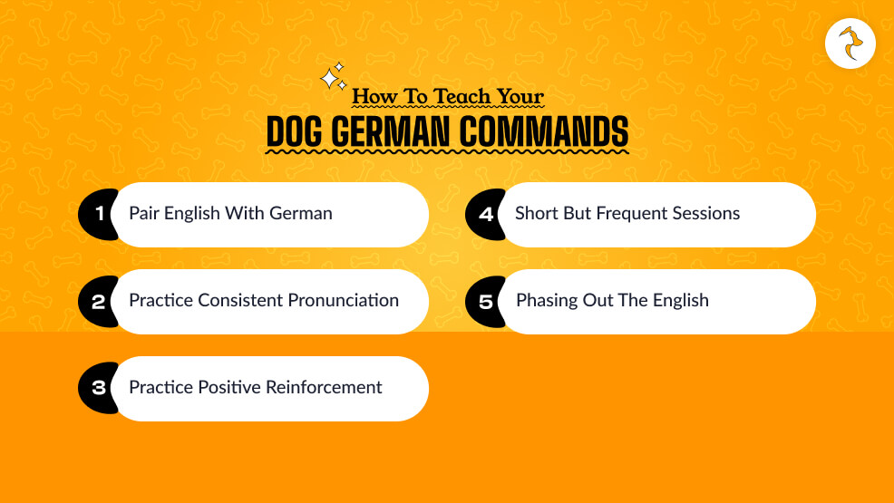 How to Teach Your Dog German Commands