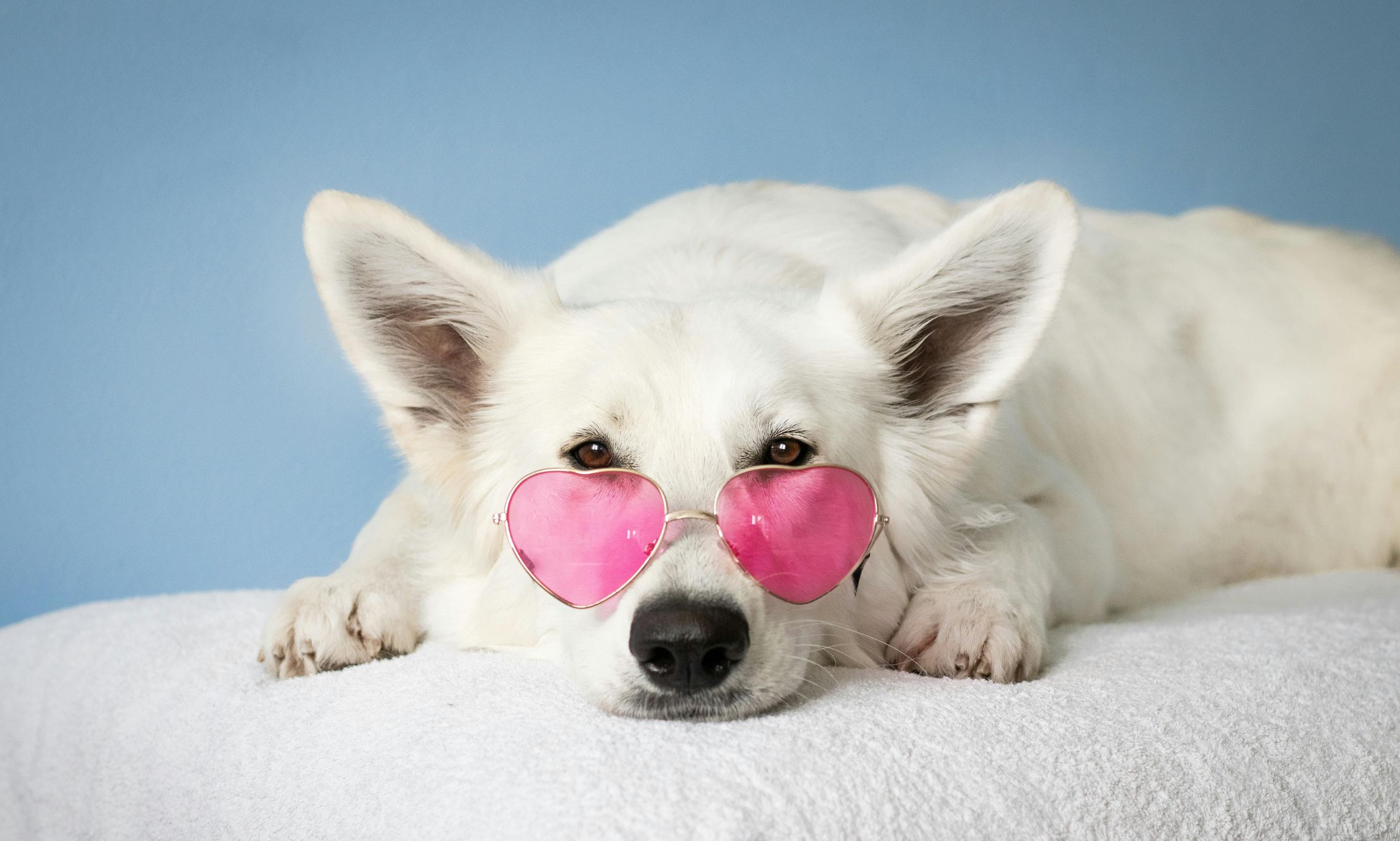 Keep Your Pet Entertained