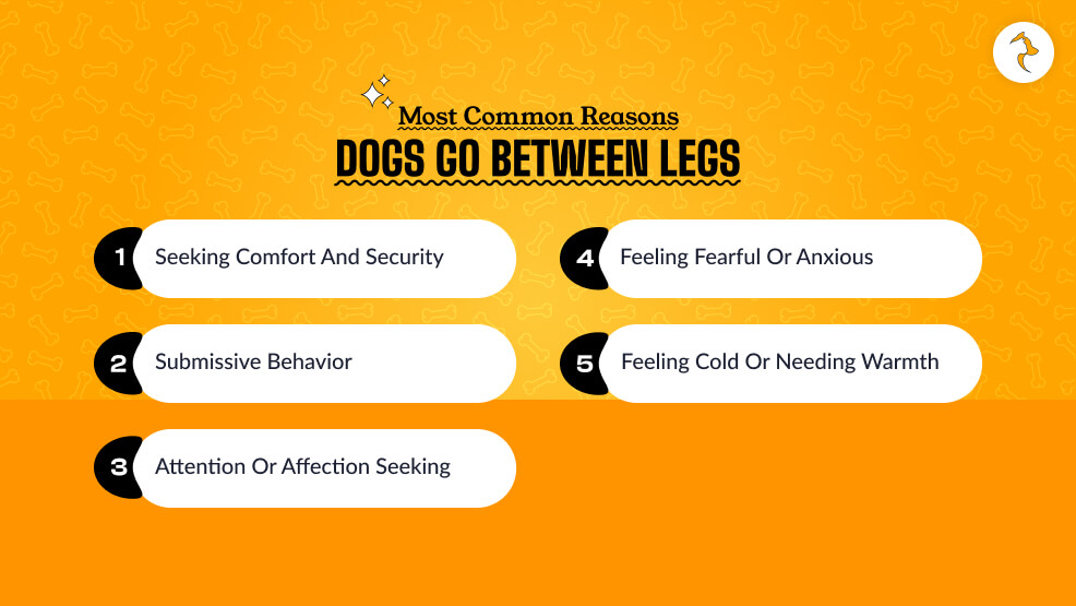 Most Common Reasons Dogs Go Between Legs
