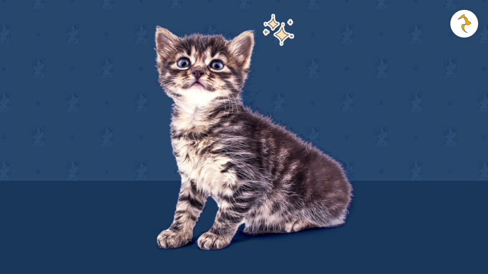 Origins and Breeds of Teacup Cats