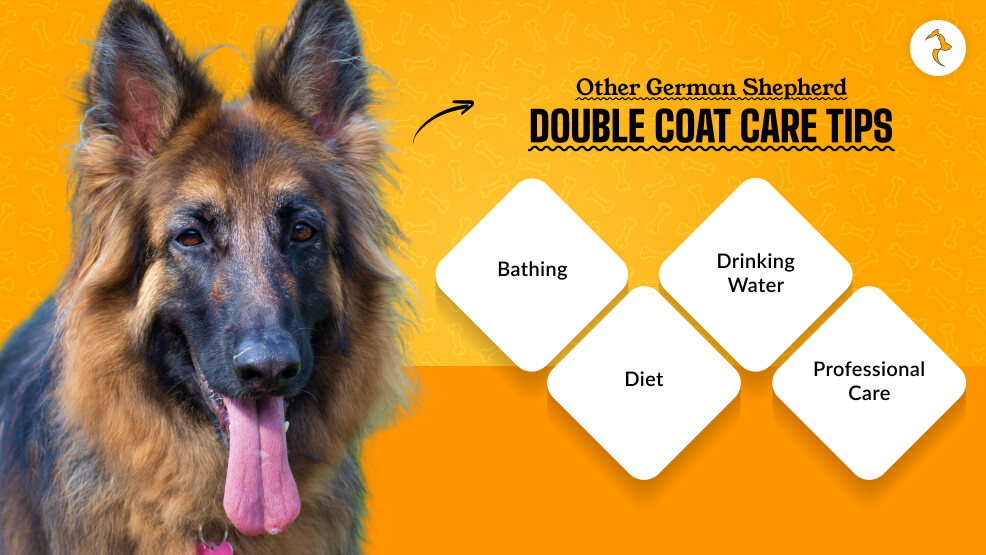 Other German Shepherd Double Coat Care Tips