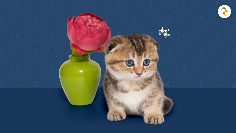 Owning a Teacup Cat Cost