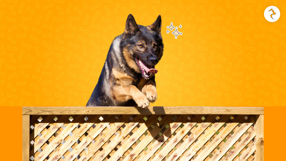 Physical Characteristics of Short-Haired German Shepherds