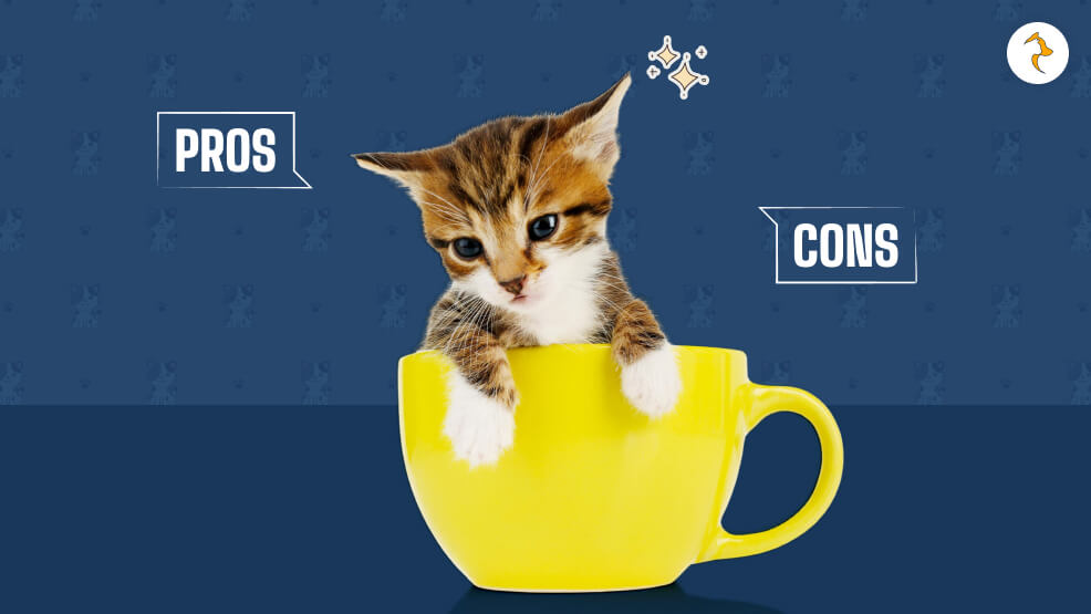 Pros and Cons of Owning Teacup Cats