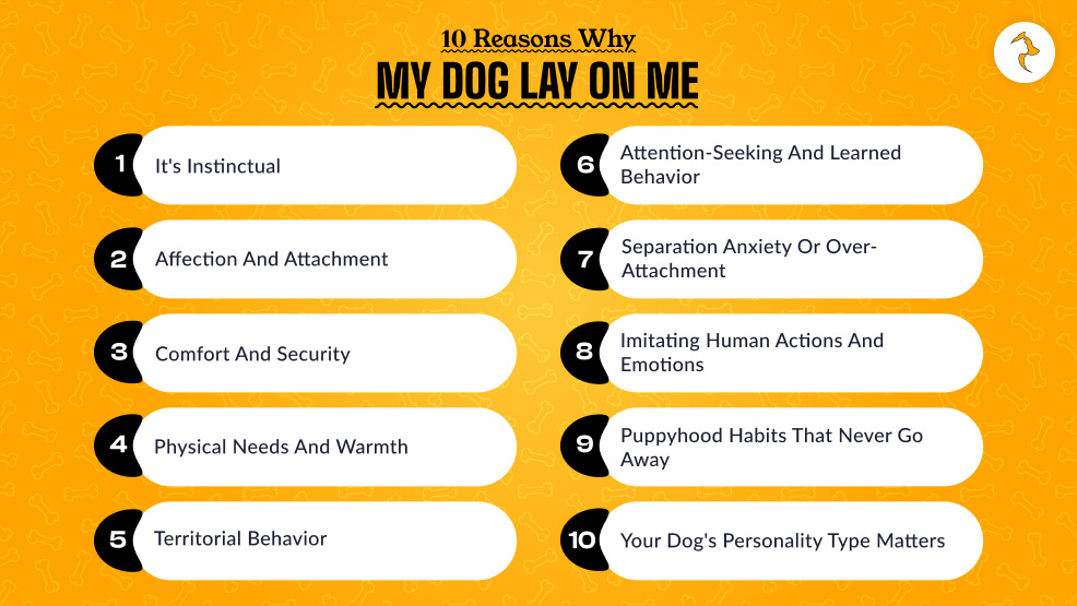 Reasons Why My Dog Lay On Me