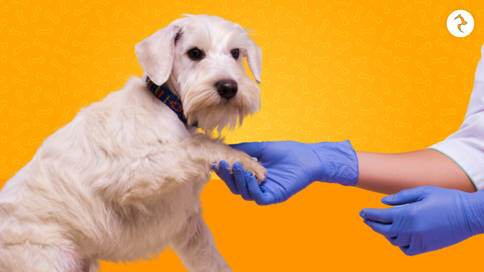 Signs It's Time for a Vet Visit