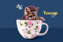 Teacup cat