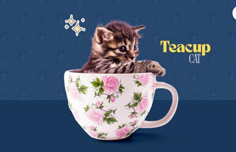Teacup cat