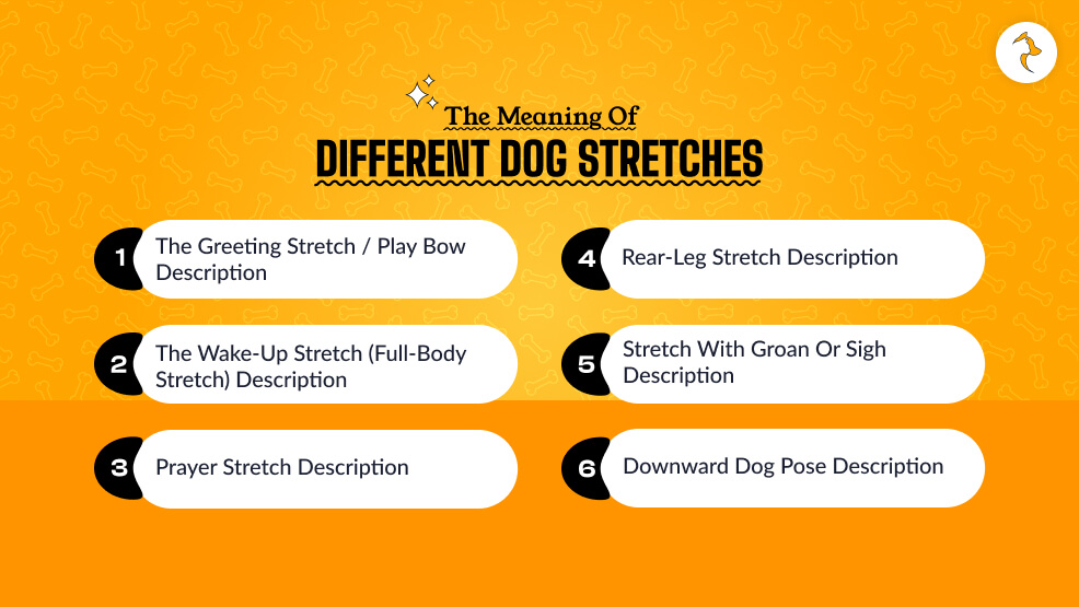 The Meaning of Different Dog Stretches