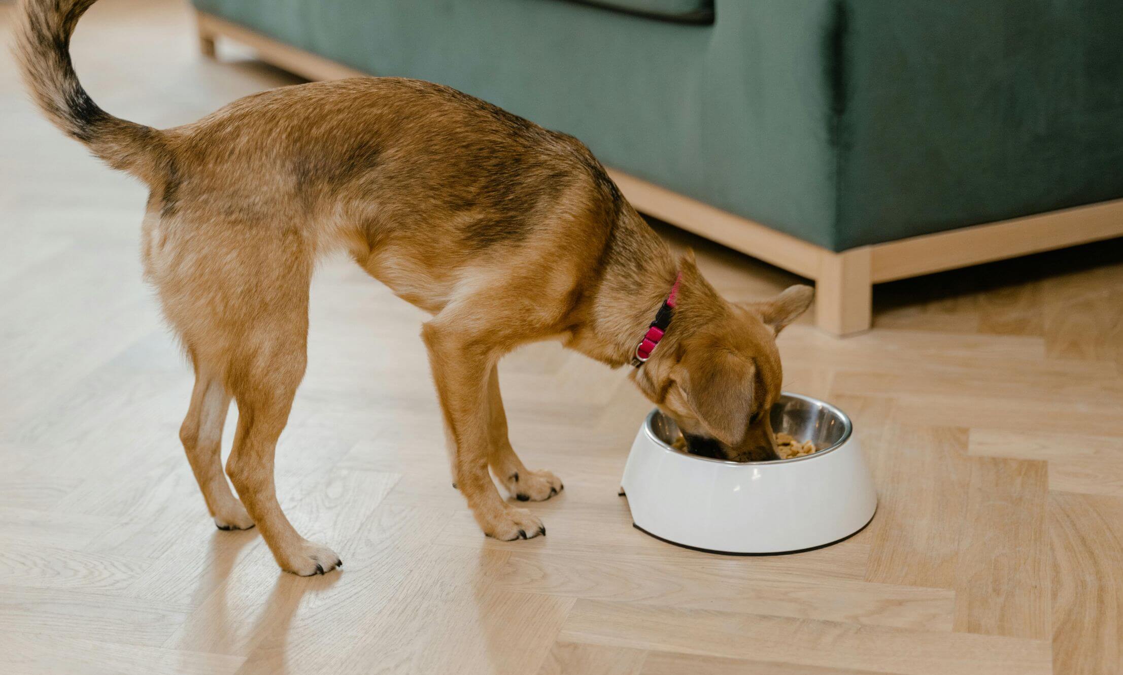 The Nutrition Tracking Revolution in Modern Pet Care