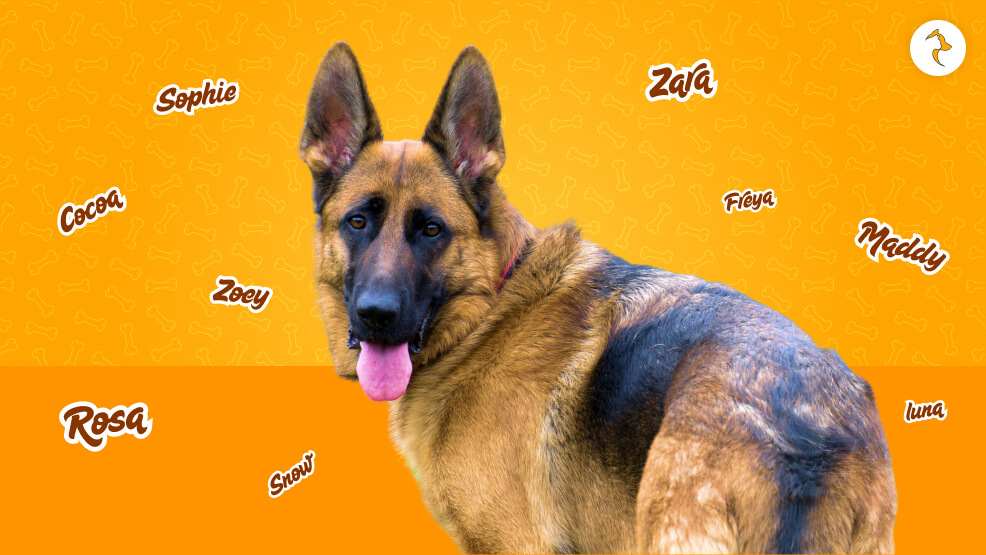 The Perfect Female German Shepherd Names