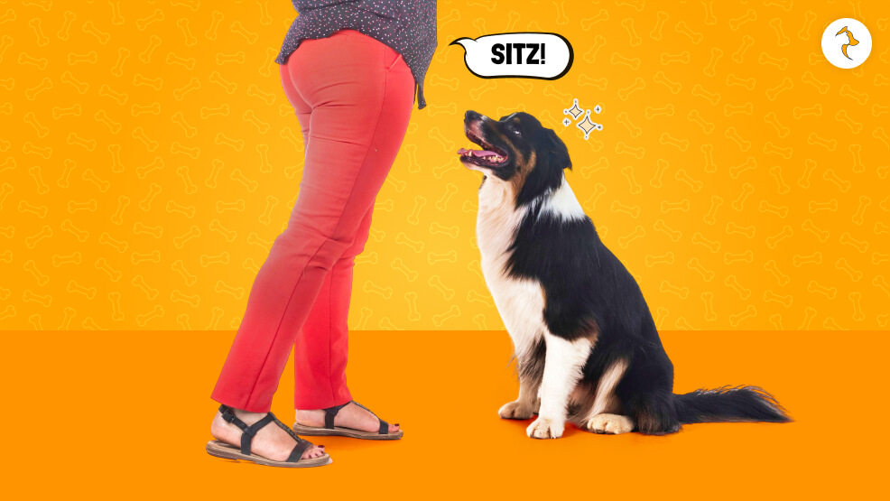 Universal German Dog Commands (With English Equivalent & Pronunciation)
