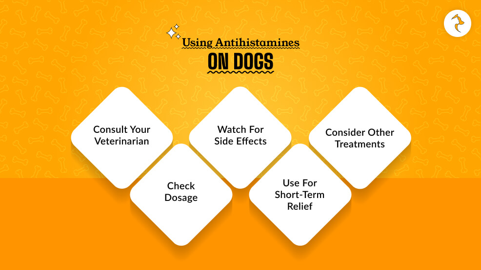 Using Antihistamines on Dogs