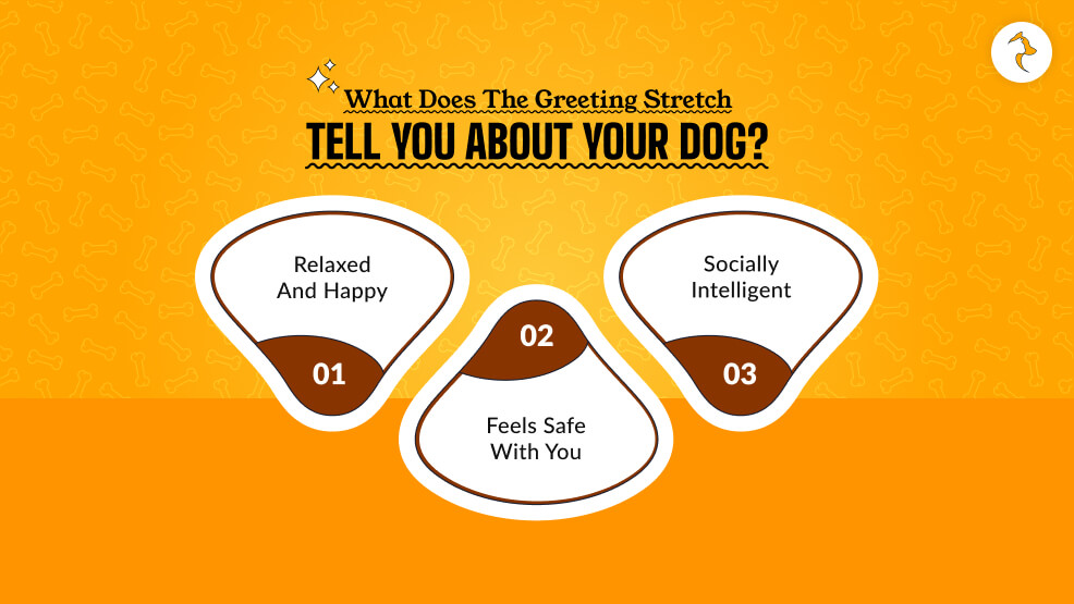 What Does the Greeting Stretch Tell You About Your Dog_