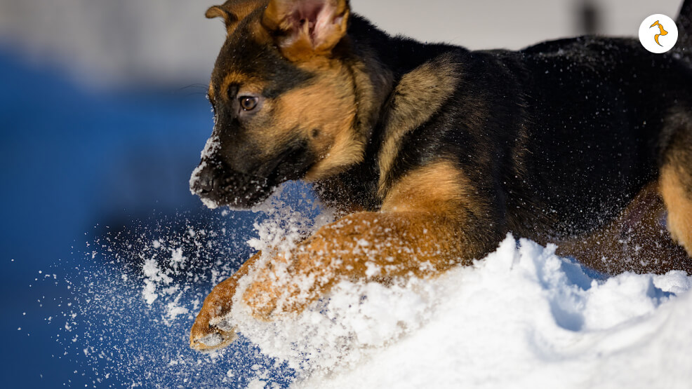 What Is Too Cold for a German Shepherd Puppy