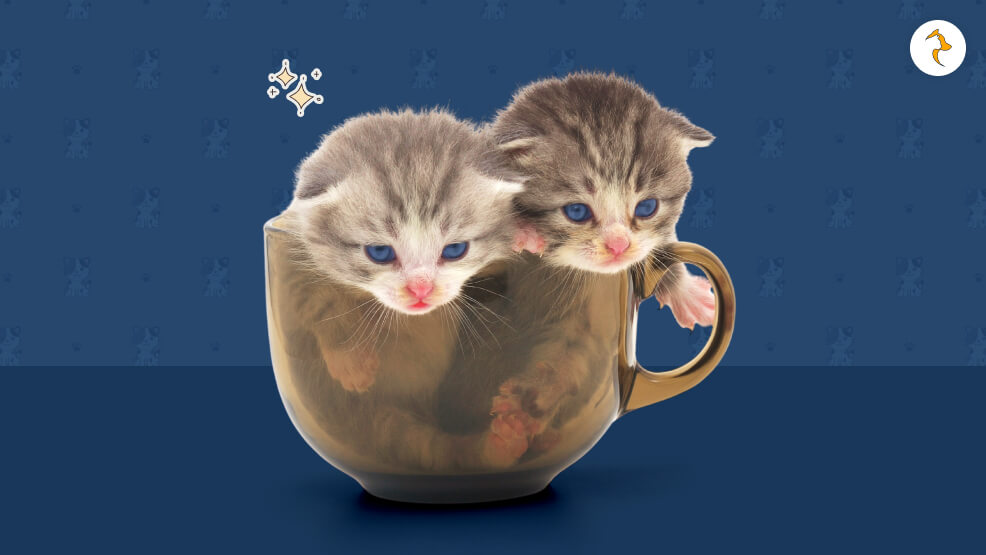 What Is a Teacup Cat