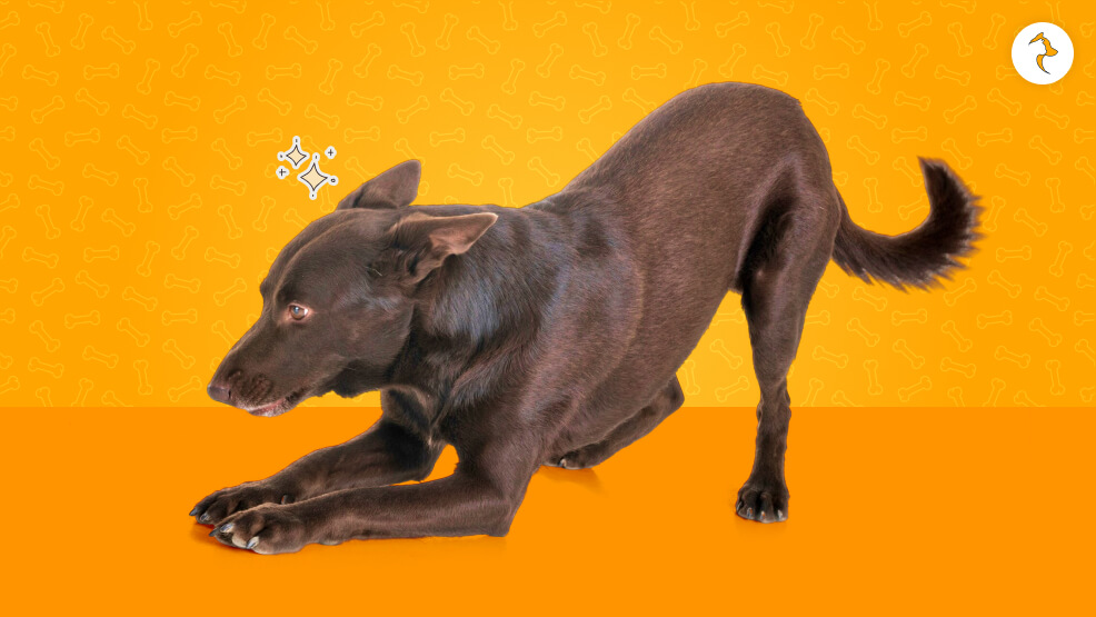 What Is the Dog Greeting Stretch_