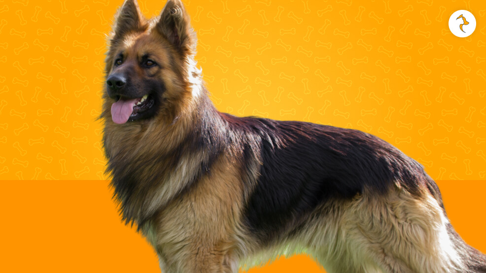 What are the types of Double Coats in German Shepherds_
