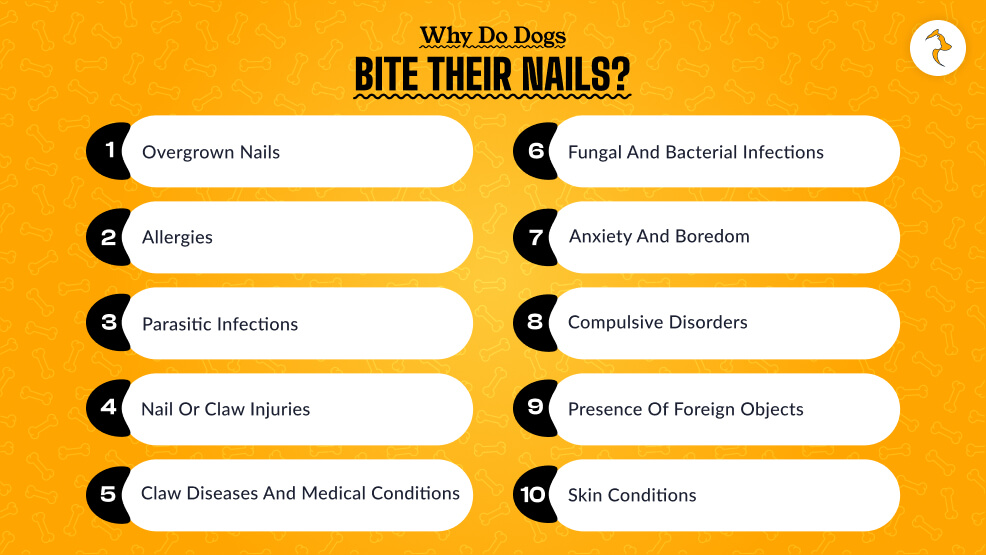 Why Do Dogs Bite Their Nails