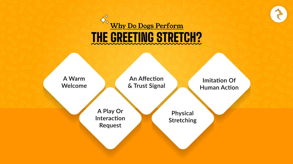 Why Do Dogs Perform the Greeting Stretch_