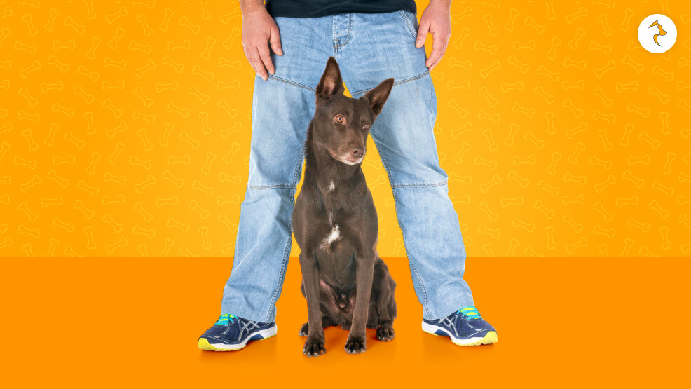 Why Dogs Go Between Legs