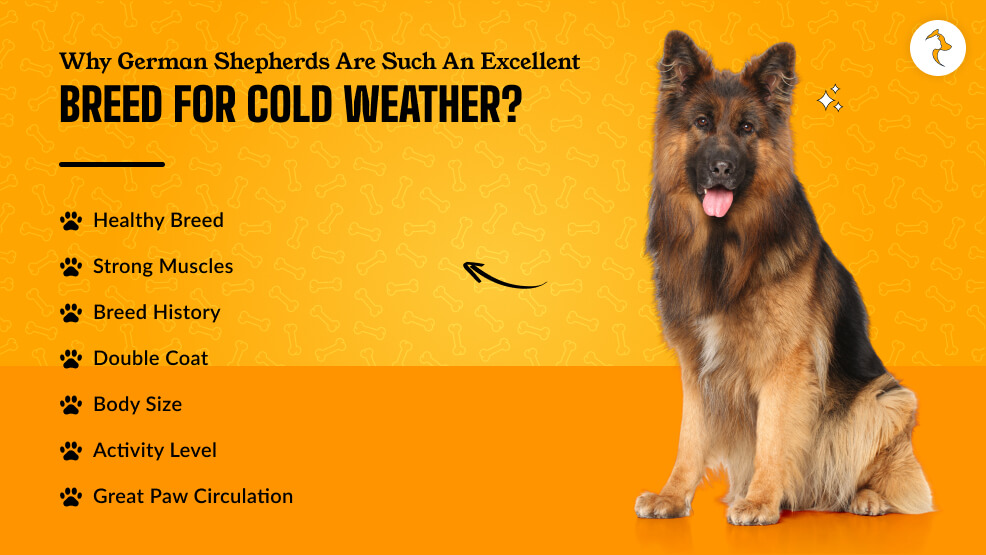 Why German Shepherds Are Such an Excellent Breed for Cold Weather