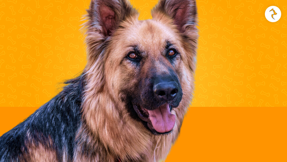 Why German Shepherds Have Double Coat_
