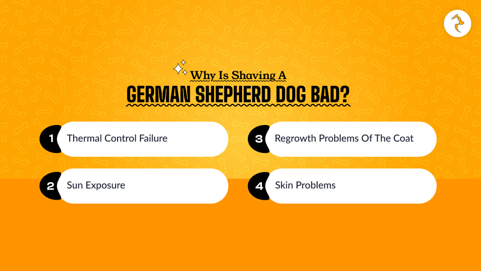 Why Is Shaving a German Shepherd Dog Bad_