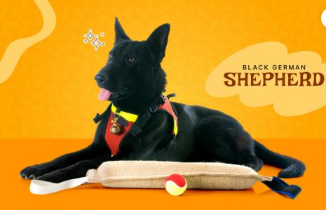 black german shepherd