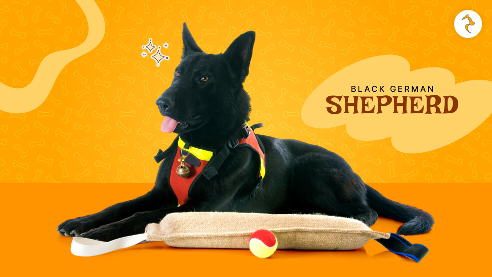 black german shepherd