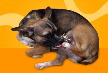 dog biting nails
