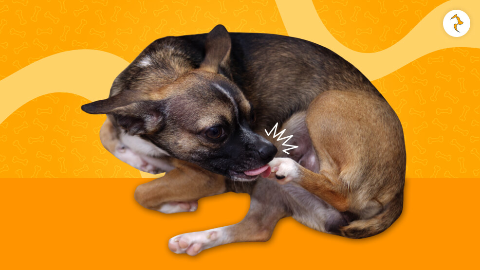 dog biting nails