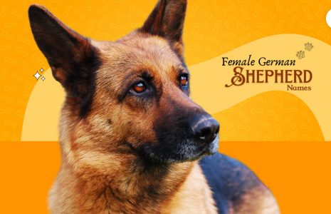 female German Shepherd names