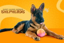short haired German shepherd