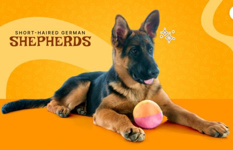 short haired German shepherd