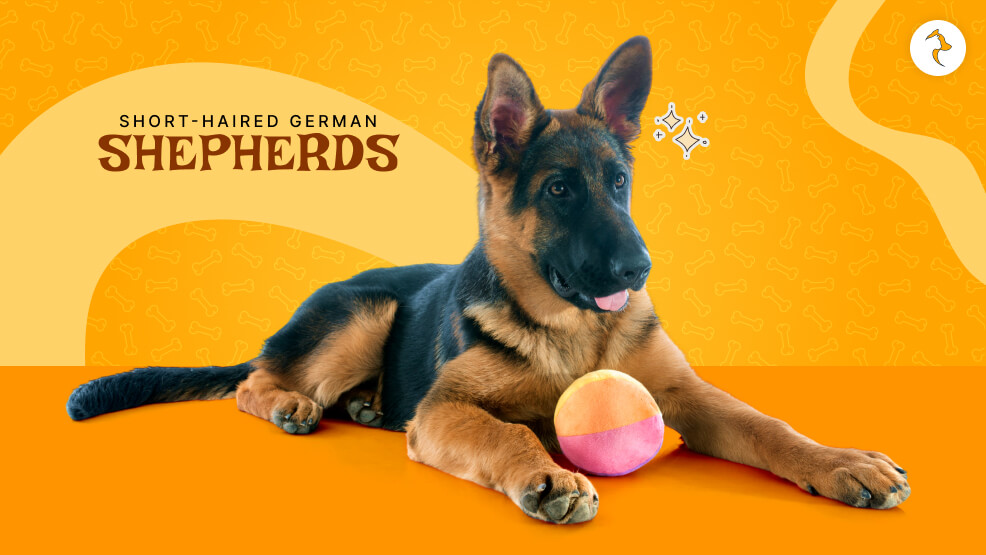 short haired German shepherd