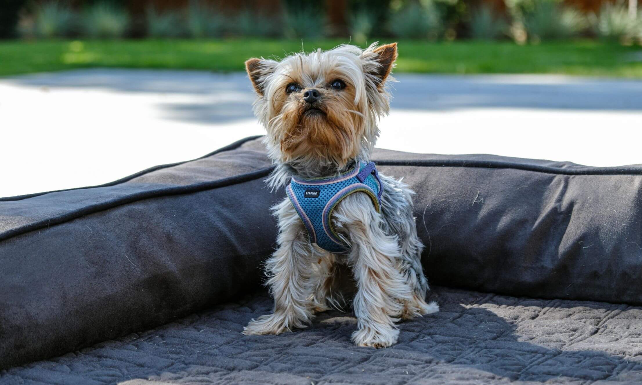 6 Travel-Friendly Pet Grooming Products You Need to Pack with You