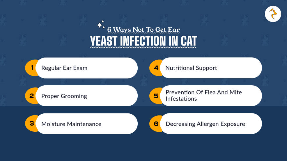6 Ways Not to Get Ear Yeast Infection in Cat