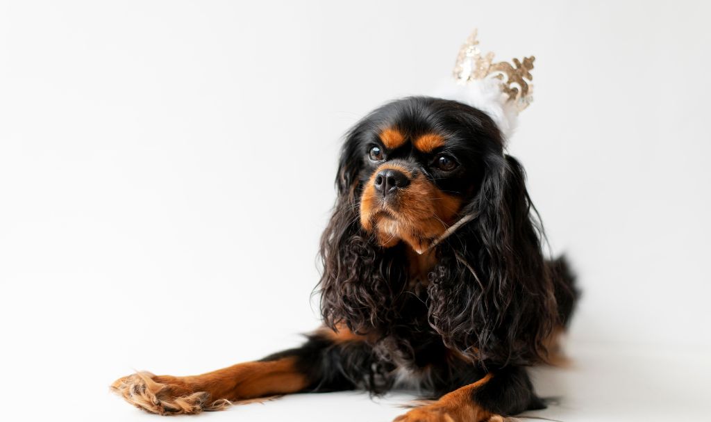 8 Things To Know Before Owning A Cavalier King Charles Spaniel