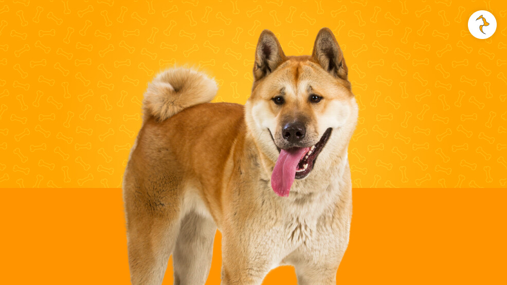 Akita